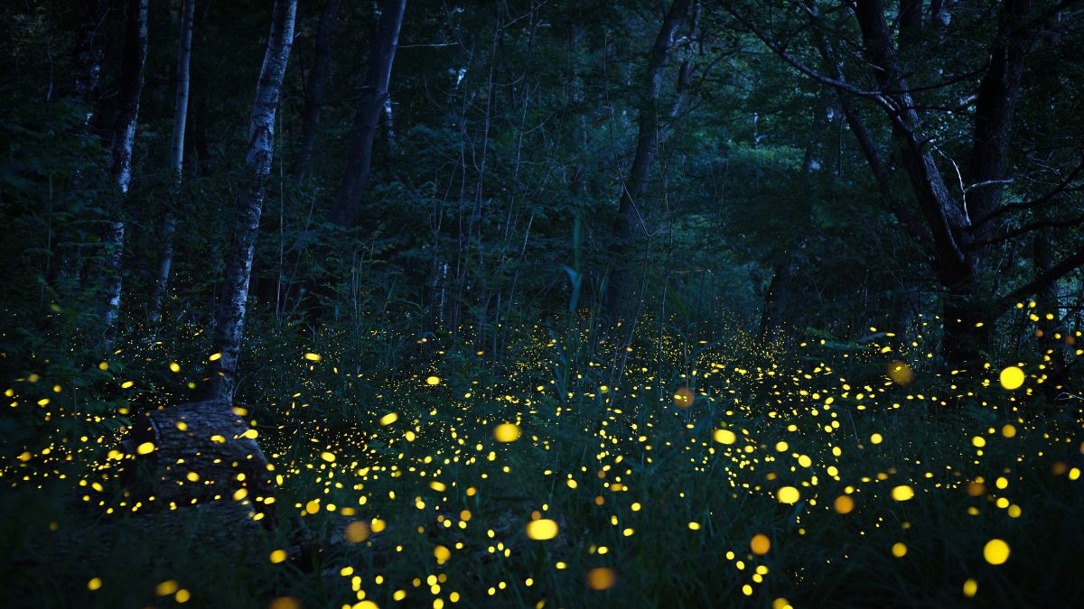 Bookmark These Top Places In Maharashtra To Experience Enchanting Firefly Festivals!