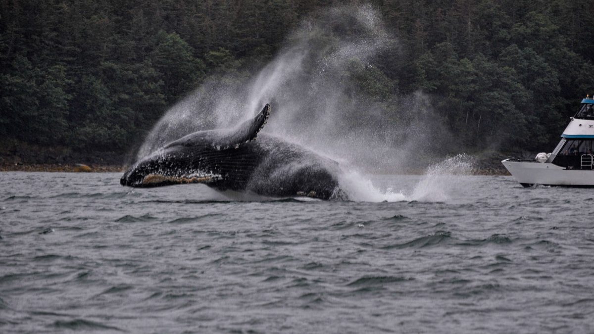 For Unforgettable Whale Watching & Wildlife Encounters, Visit Juneau In Alaska, Where Nature Comes Alive!