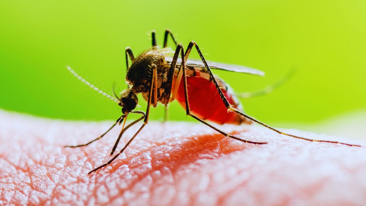 Kerala: Several West Nile Fever Cases Reported; From Symptoms To Preventions, Here’s All About It