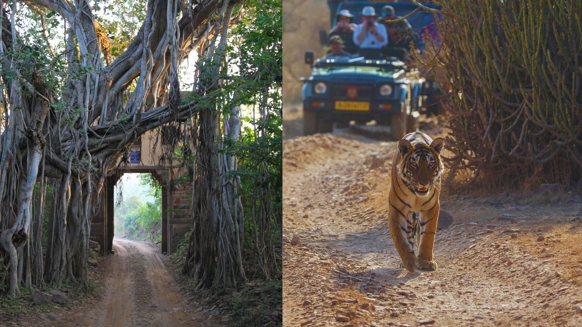 From Forts To Tigers, How To Spend 48 Hours Of Adventure & Culture In Ranthambore
