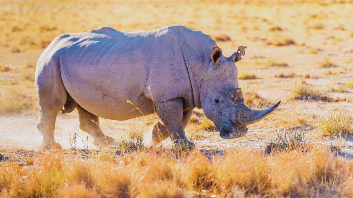 UN: While Ivory & Rhino Horn Trafficking Have Reduced, Global Wildlife & Plant Trafficking Still Persists