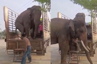 Video Of "Disciplined" Elephants Boarding Truck Goes Viral; Netizens