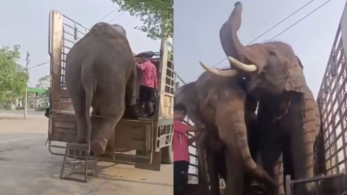 Video Of “Disciplined” Elephants Boarding Truck Goes Viral; Netizens Have Mixed Reactions To Humans Domesticating The Wild