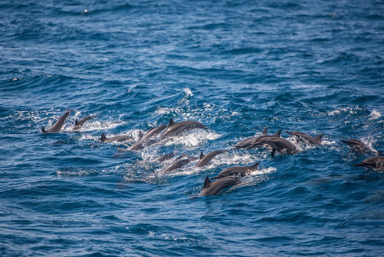 Whale And Dolphin Watching