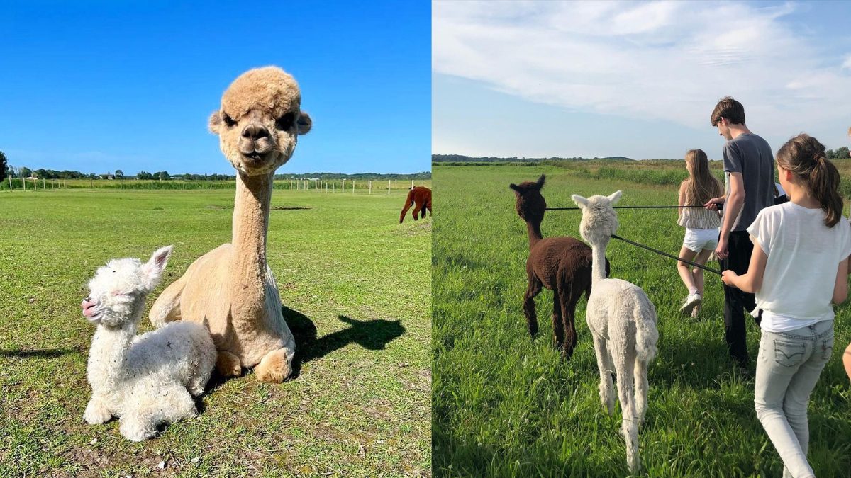 Alpaca-Palooza! This Eco Farm In The Netherlands Lets You Pet, Feed & Stroll With Alpacas