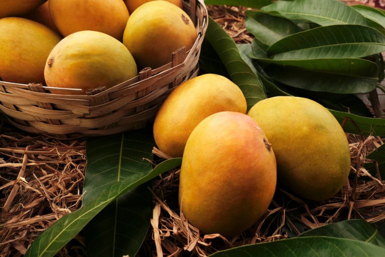 alphonso season