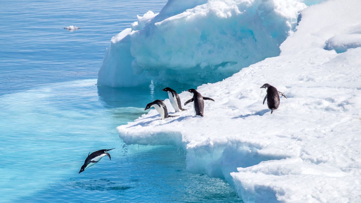 With Antarctica’s Popularity, India Takes Lead in Regulating White Continent Tourism, Joins International Committees
