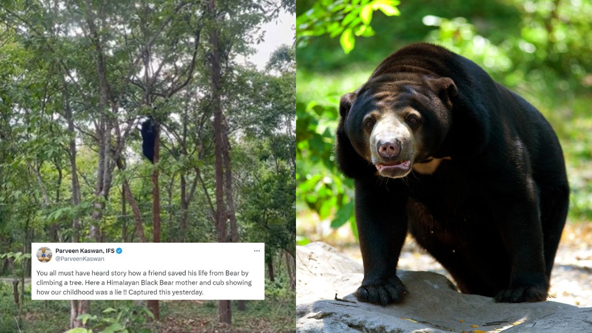 Video: IFS Officer Debunks Myth About Bears’ Inability To Climb Trees; Internet Says, “Our Childhood Was A Lie!”