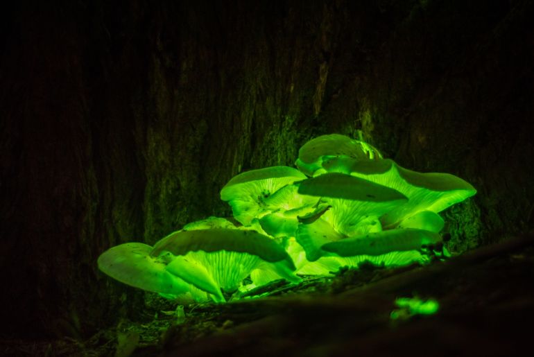 Forest Glows At Night