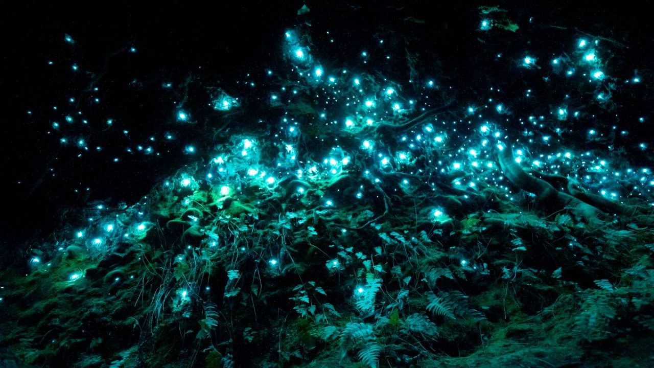 Do You Know Maharashtra's Western Ghats Has A Forest That Glows At