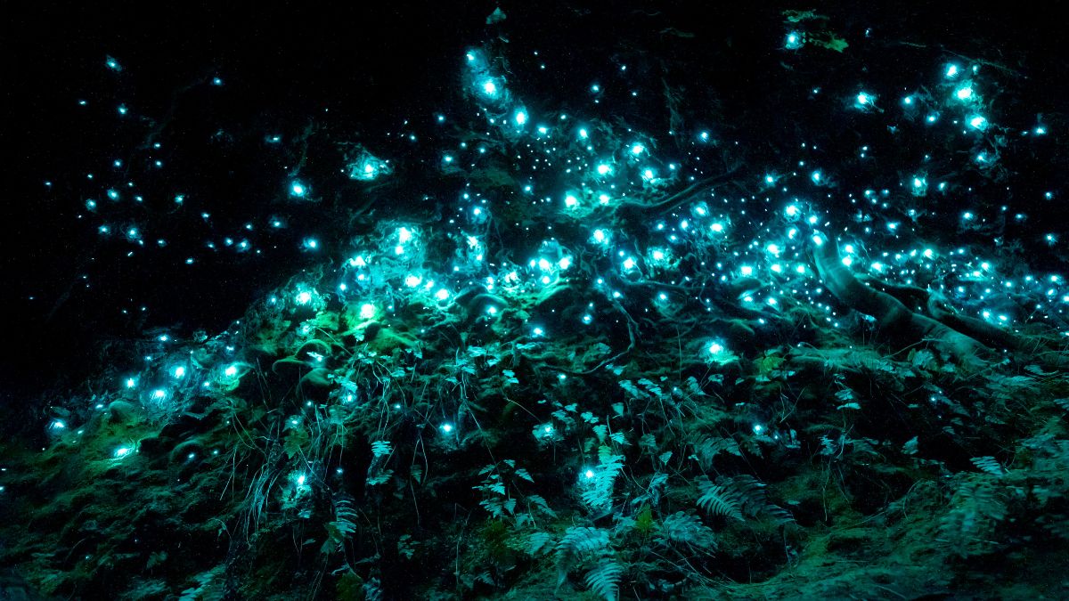 Do You Know Maharashtra’s Western Ghats Has A Forest That Glows At Night? Here’s All About It