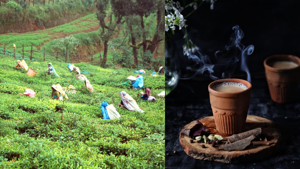 From Nilgiri To Kangra, Explore The Flavours, Aromas, And Traditions Of India’s 6 Chai Destinations