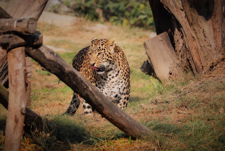 cheetah conservation