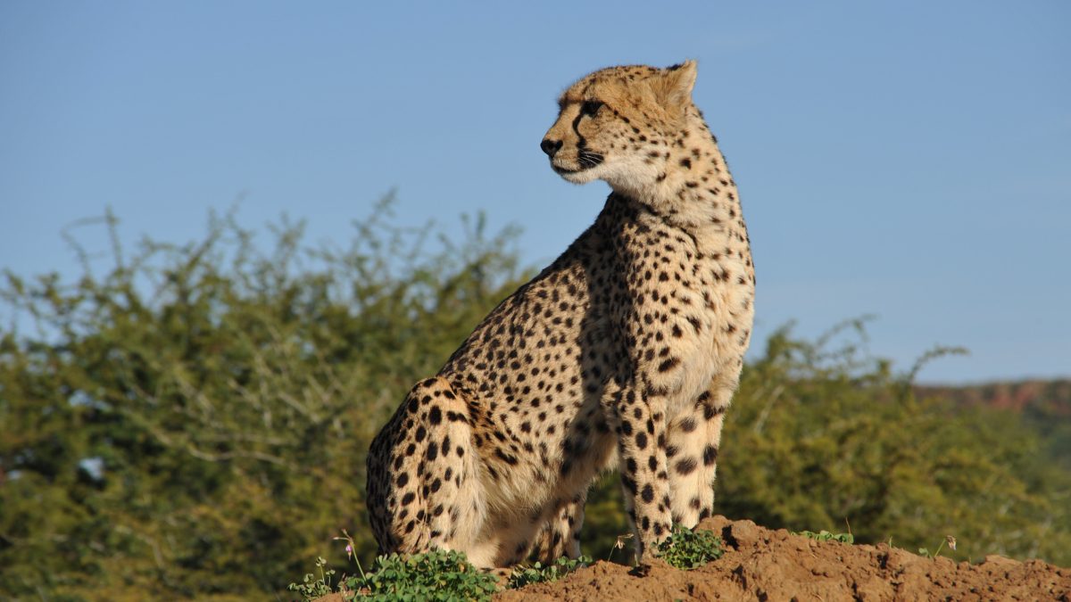 India’s Project Cheetah And Kenya’s Cheetahs Join Forces in A Historic Wildlife Initiative