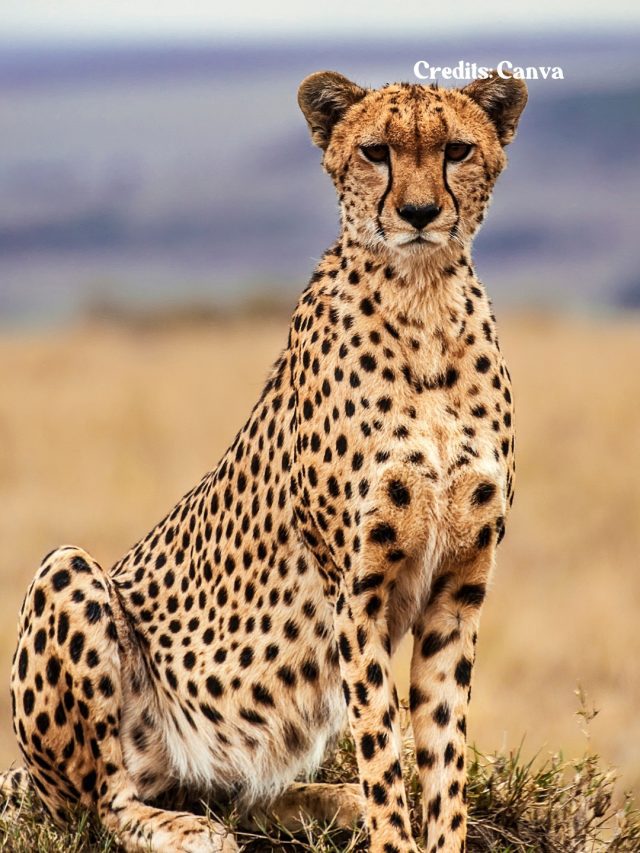 7 Best Places In The World To Spot Cheetahs