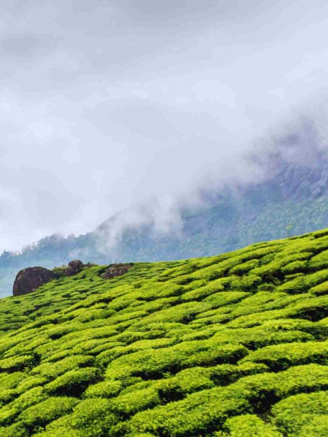 6 Experiences To Take In Munnar’s Misty Hills