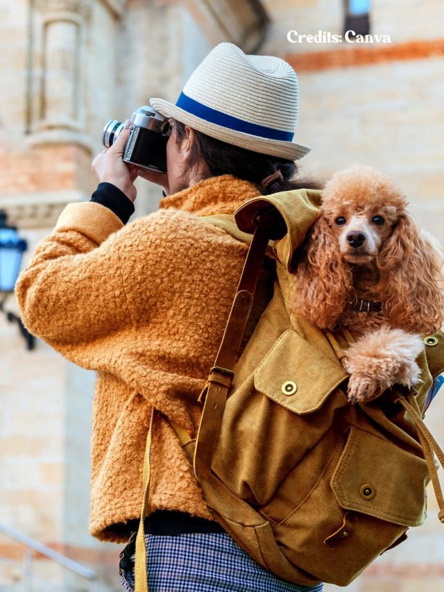 8 Things To Know Before Taking A Trip With Your Pet