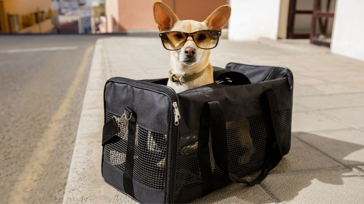 Heading To US With Your Dog? These Are The New Rules You Should Follow