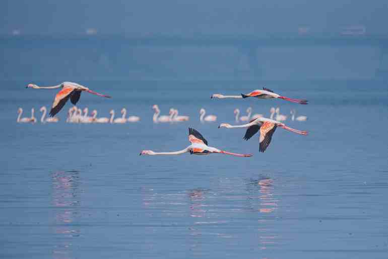 flamingos emirates
