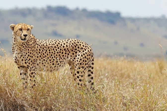 kenya cheetah