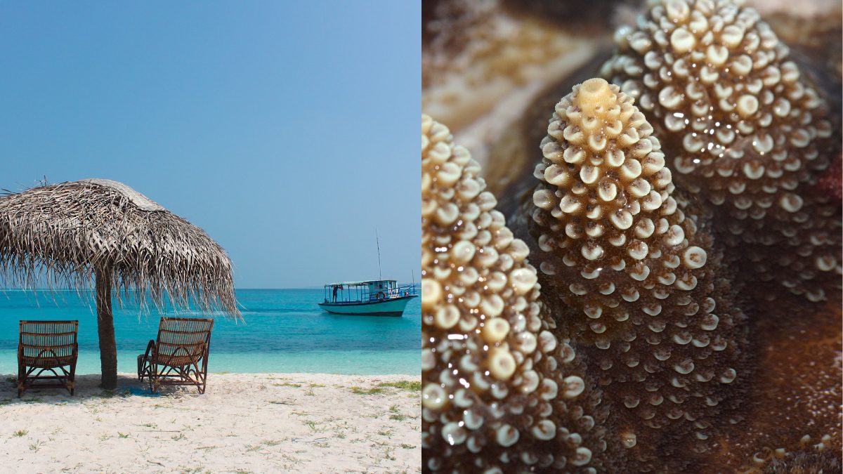 Amidst Climate Crisis, Lakshadweep’s Once-Bustling Coral Reefs Now Face Existential Threat