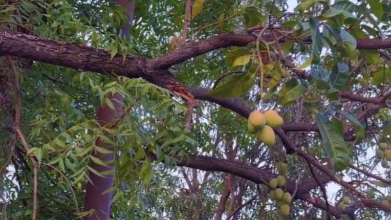 mangoes neem trees