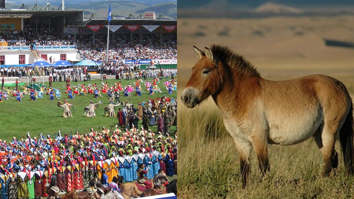 From The Naadam Festival To Wild Horses, Explore Mongolia