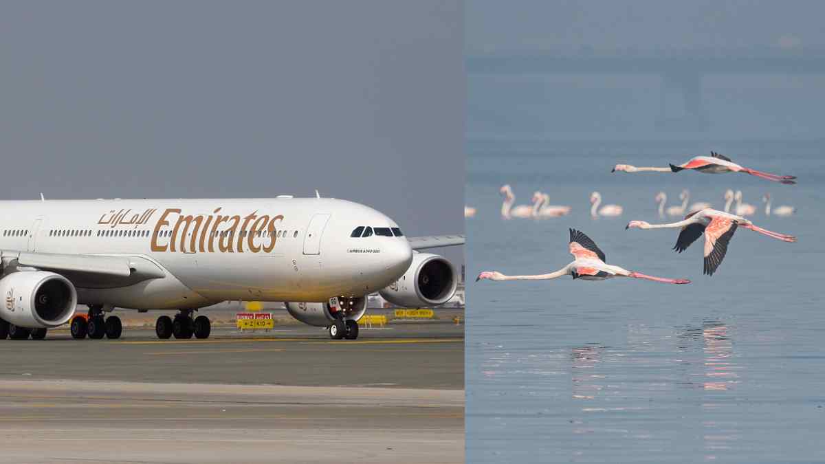 Mumbai: Emirates Flight Crashes In To Flamingoes; 36 Killed. Here’s What The Environmentalists Are Saying