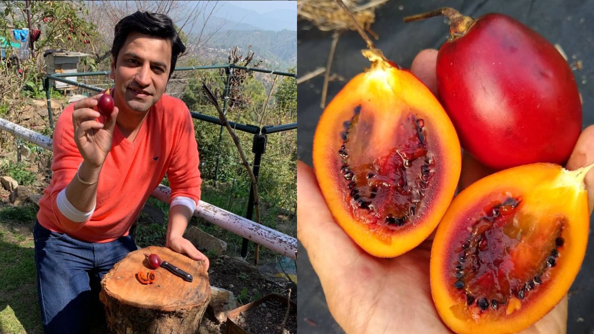 “Have You Tried This Fruit?” Chef Kunal Kapur Introduces Netizens To Tamarillo AKA Tree Tomatoes