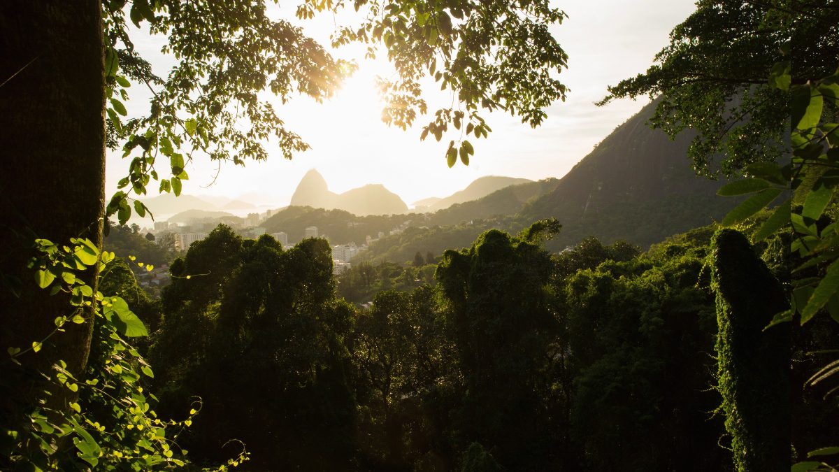 Tijuca Forest, Brazil’s Largest Urban National Park, Undergoes Rewilding To Preserve Its 40 Sq Km Green Haven