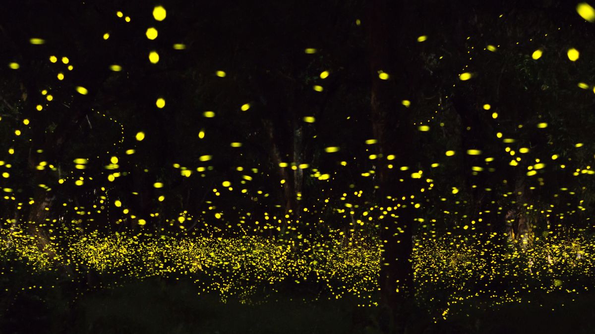 Irresponsible Tourism Threatens Maharashtra’s Firefly Festival; Flash Photography And Littering Among Major Concerns