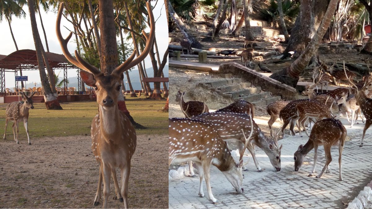 With Chital Deer Roaming Freely, Andamans’ Ross Island Is A Historical Island Haven