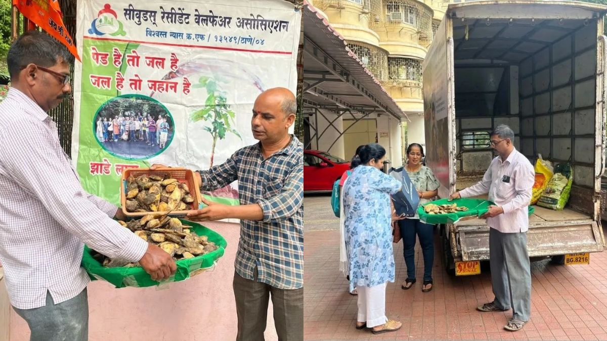 Guthli Returns: Mango Seed Collection Initiative Collects 25k Seeds In Navi Mumbai In 2 Days; Plans To Grow Mango Trees With Them