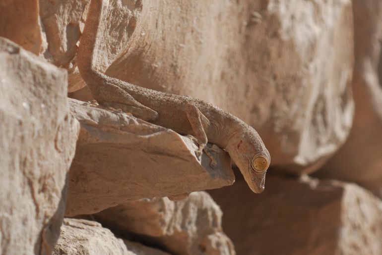 Fan-footed gecko Biodiversity UAE