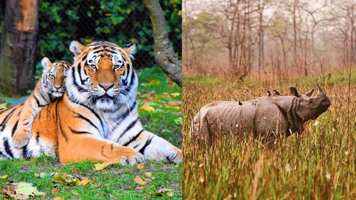 From Dudhwa Tiger Reserve To Orang National Park, 5 Parks Have Been Closed For Monsoon Season