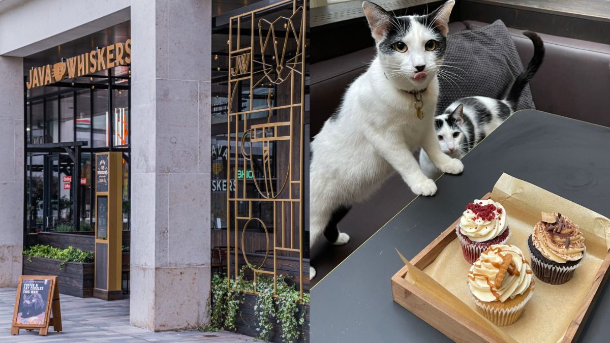 Fancy Coffee & Cat Cuddles? London’s Java Whiskers Is A Cosy Café Of Rescue Cats