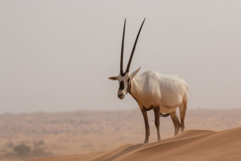 Biodiversity UAE Oryx