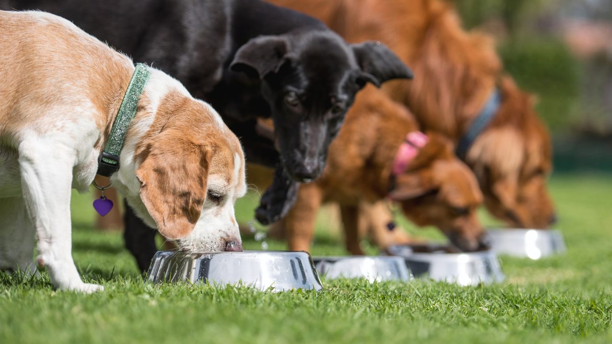 With Science, Love, And Pet Nutrition, Royal Canin Is Crafting Healthier Futures, One Tail Wag At A Time