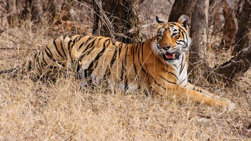 Ranipur Tiger Reserve