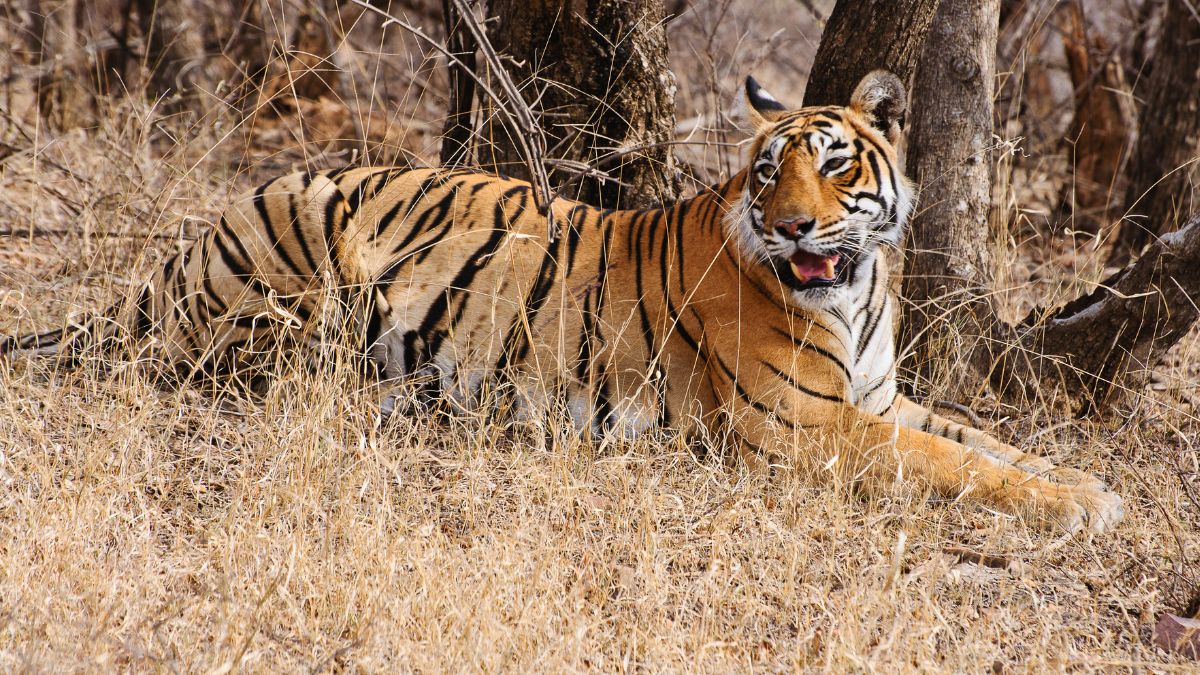 Uttar Pradesh’s Ranipur Tiger Reserve To Be A New Eco-Tourism Jewel; Details Here