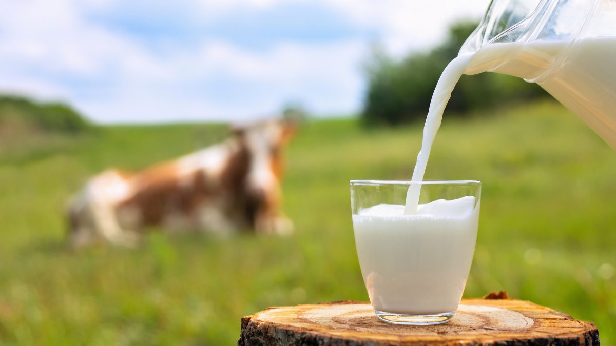 World Milk Day: A Closer Look At Its Role In India’s Rich Culinary Heritage And Everyday Life