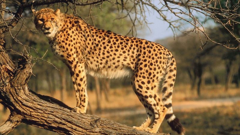 Gandhi Sagar Cheetah