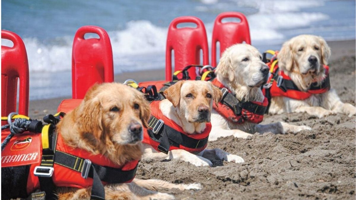Real Life Paw Patrol: Croatia’s Beaches Have Dog Lifeguards & We’re Moving There NOW!