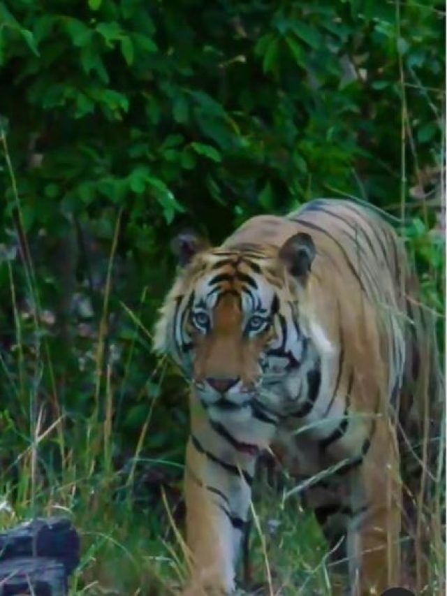 From Chotta Bheem To Pujari, Meet The Tigers Of Bandhavgarh, MP