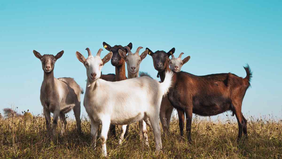 Sydney Metro Employs Special Task Force Of 20 Goats To Clear Land By Grazing; You Herd It Right!
