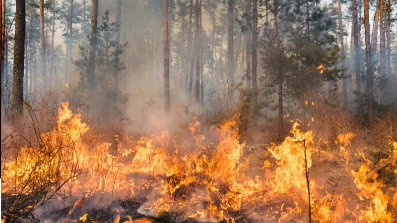 California Wildfire Burns Land