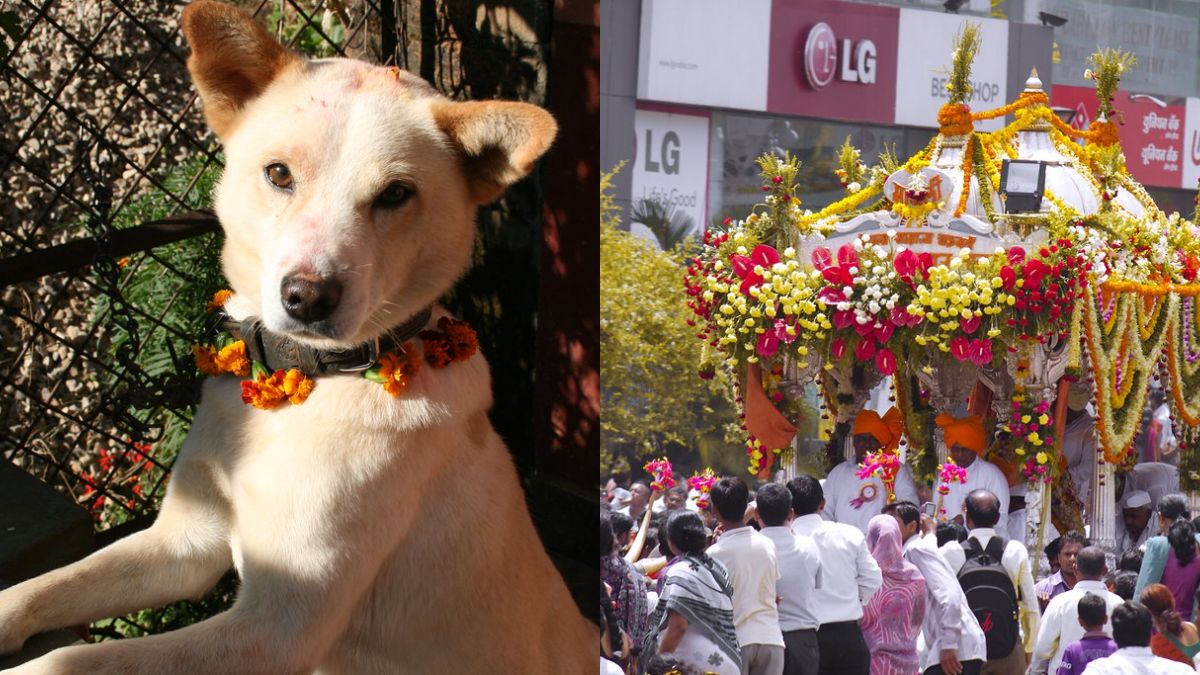 Karnataka: Indie Dog Named Maharaj Makes 250-Km Journey Back Home After Getting Lost During Pilgrimage