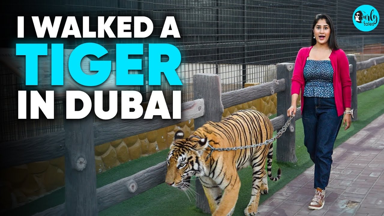 I Walked With A Tiger & Played With A Lion & Cheetah In Dubai