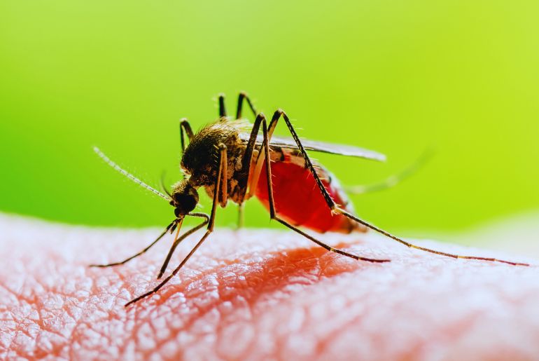 Zika Virus Pune