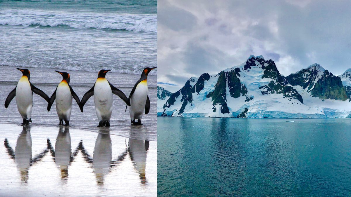 5 Ways To Reach Antarctica From India, A Guide To Your Ultimate Polar Adventure